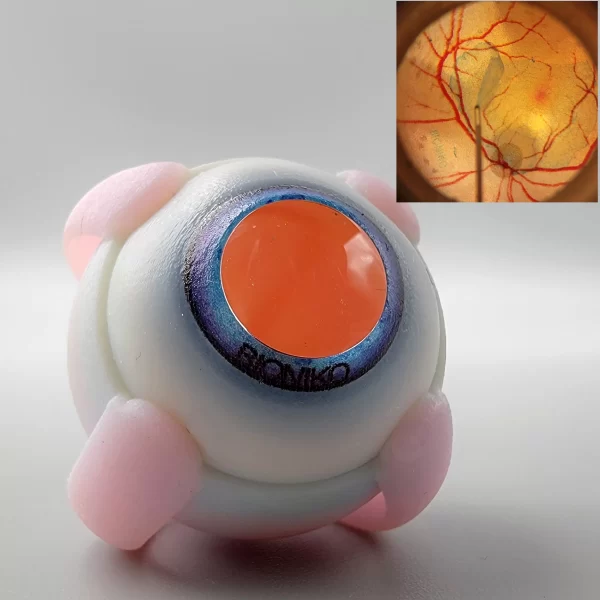 Fundus Advanced Model for Surgical Training Use - Skope Medical Norge
